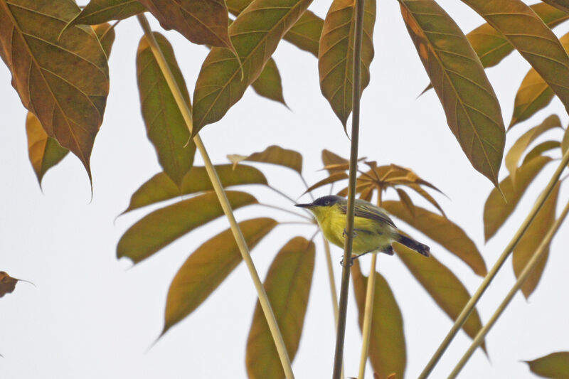 Common Tody-Flycatcher