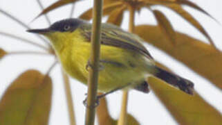 Common Tody-Flycatcher