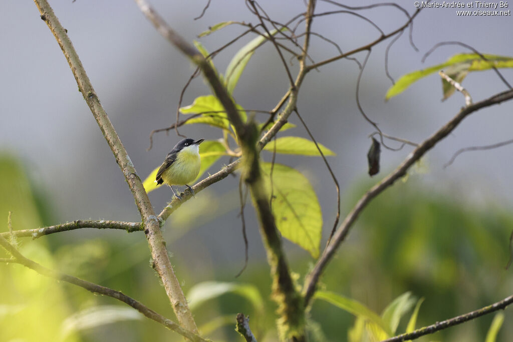 Common Tody-Flycatcher