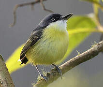 Common Tody-Flycatcher