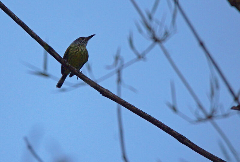 Spotted Tody-Flycatcher