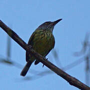 Spotted Tody-Flycatcher