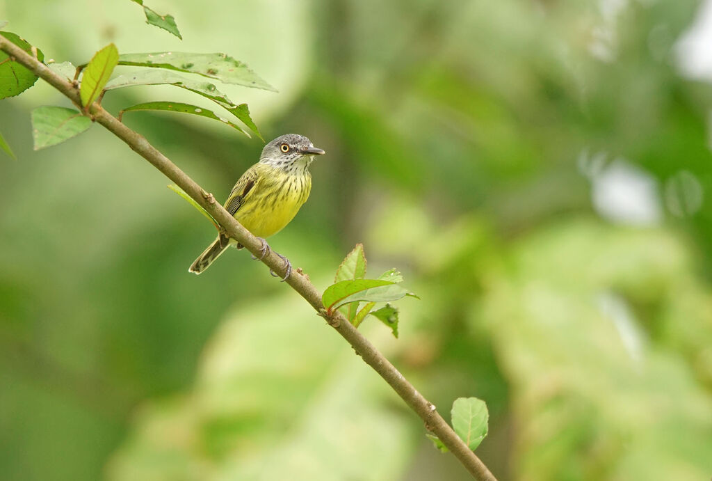 Spotted Tody-Flycatcher