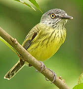 Spotted Tody-Flycatcher