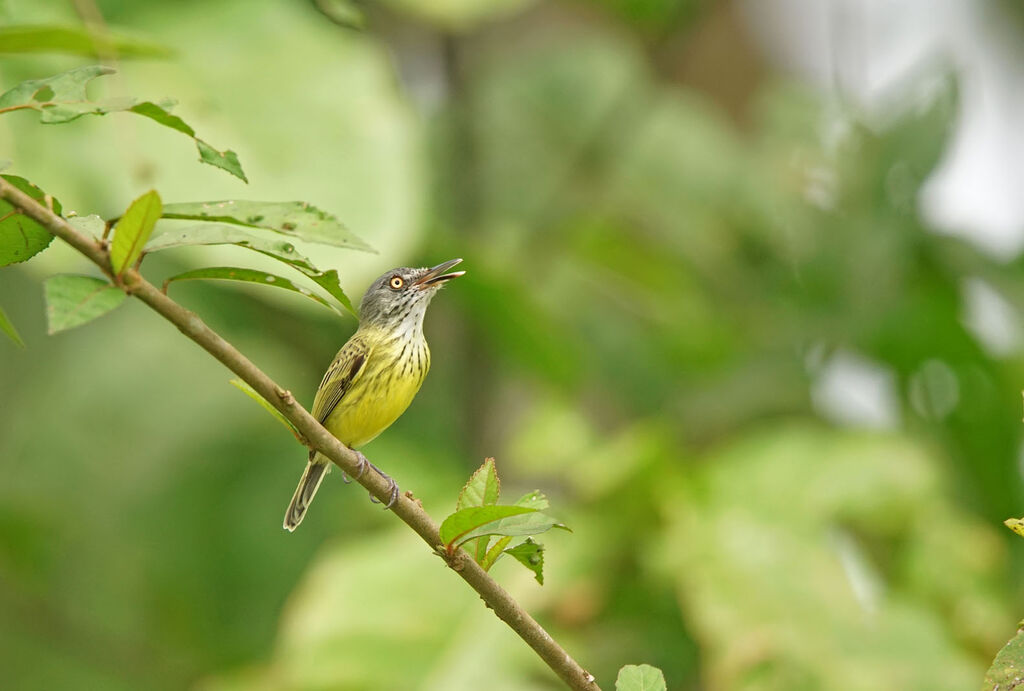 Spotted Tody-Flycatcher