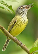 Spotted Tody-Flycatcher