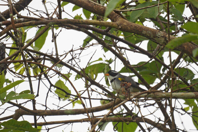 Saffron-billed Sparrow