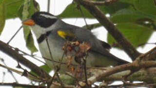 Saffron-billed Sparrow