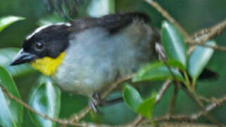 White-naped Brushfinch