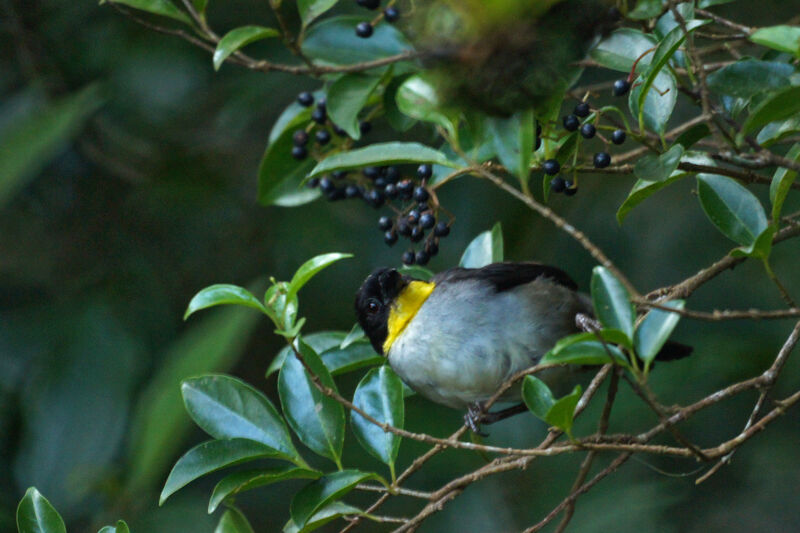 White-naped Brushfinch