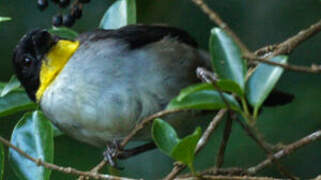 White-naped Brushfinch