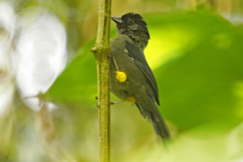 Yellow-thighed Finch