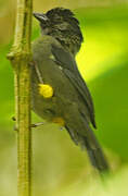 Yellow-thighed Brushfinch