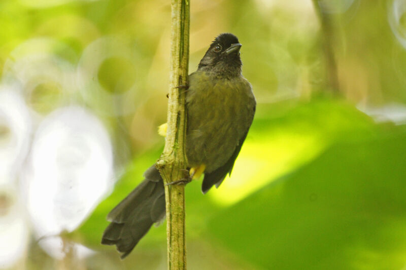 Yellow-thighed Finch