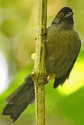 Yellow-thighed Brushfinch