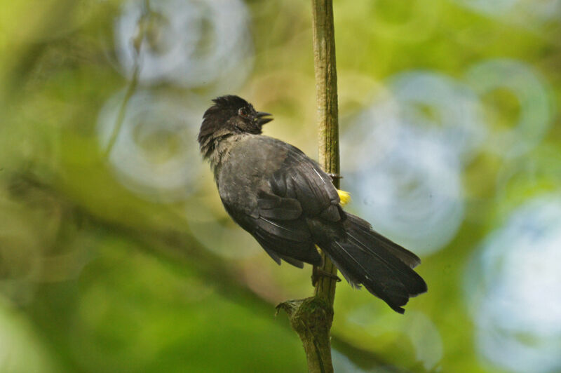 Yellow-thighed Brushfinch