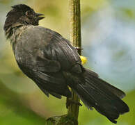 Yellow-thighed Brushfinch