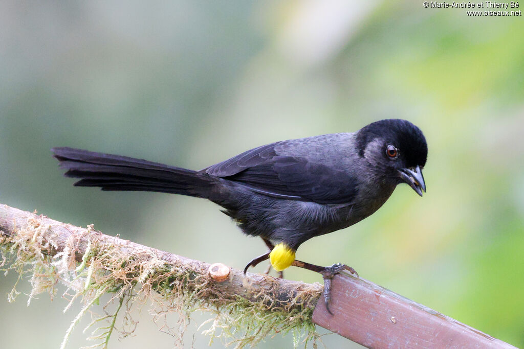 Yellow-thighed Brushfinch