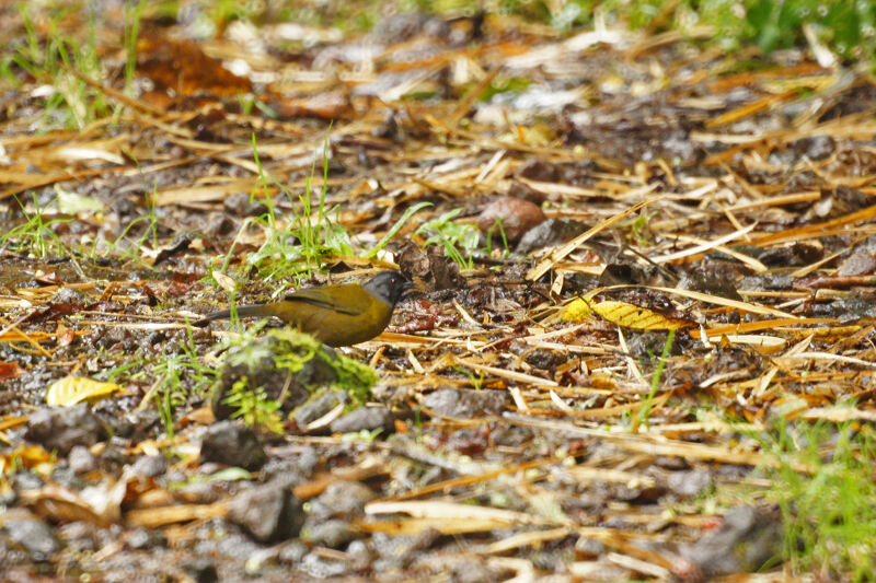 Large-footed Finch