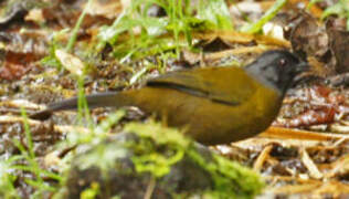 Large-footed Finch