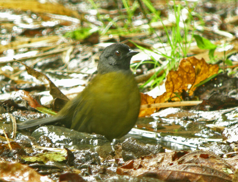 Large-footed Finch