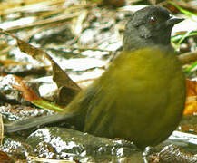 Large-footed Finch