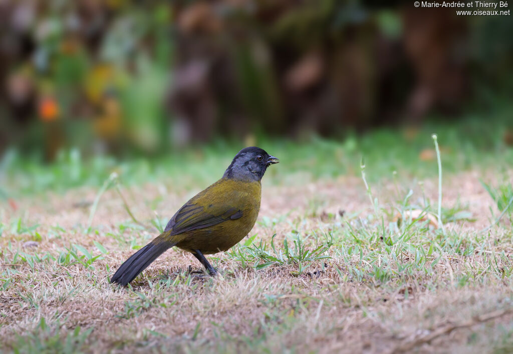 Large-footed Finch