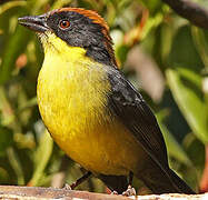 Yellow-breasted Brushfinch