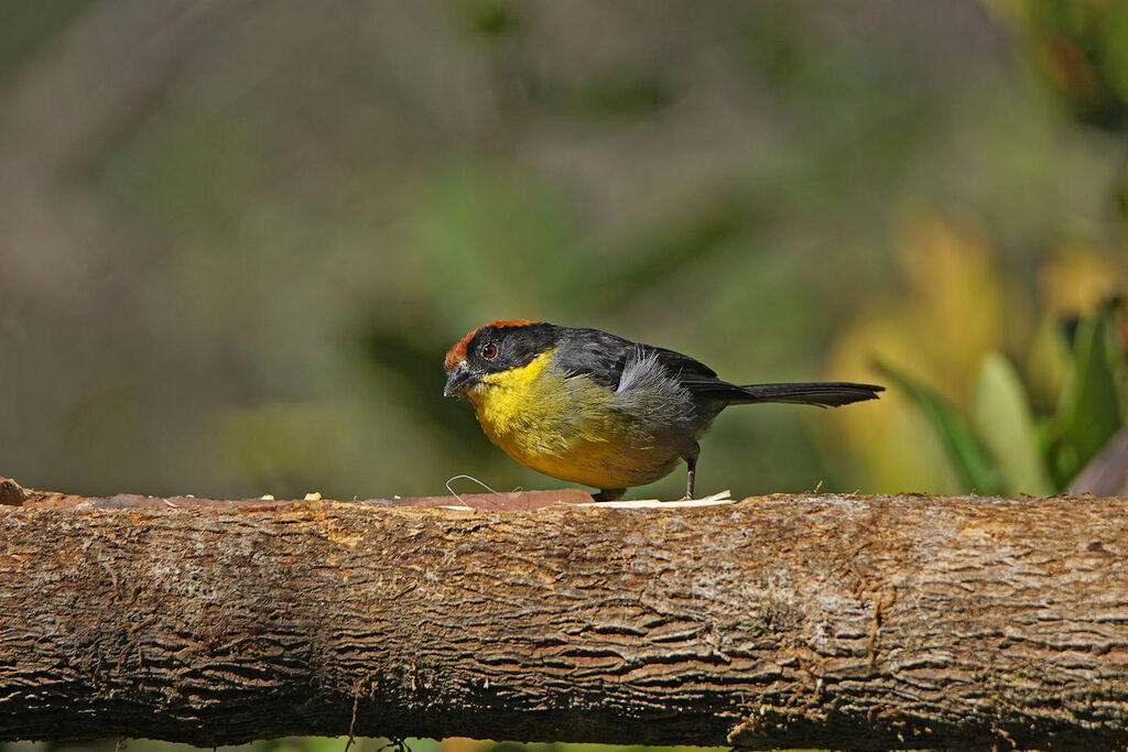 Yellow-breasted Brushfinch