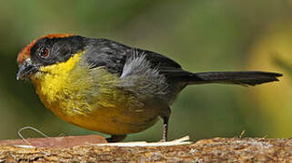 Yellow-breasted Brushfinch