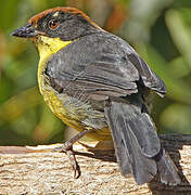 Yellow-breasted Brushfinch