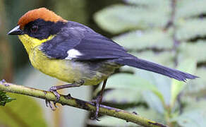 Yellow-breasted Brushfinch