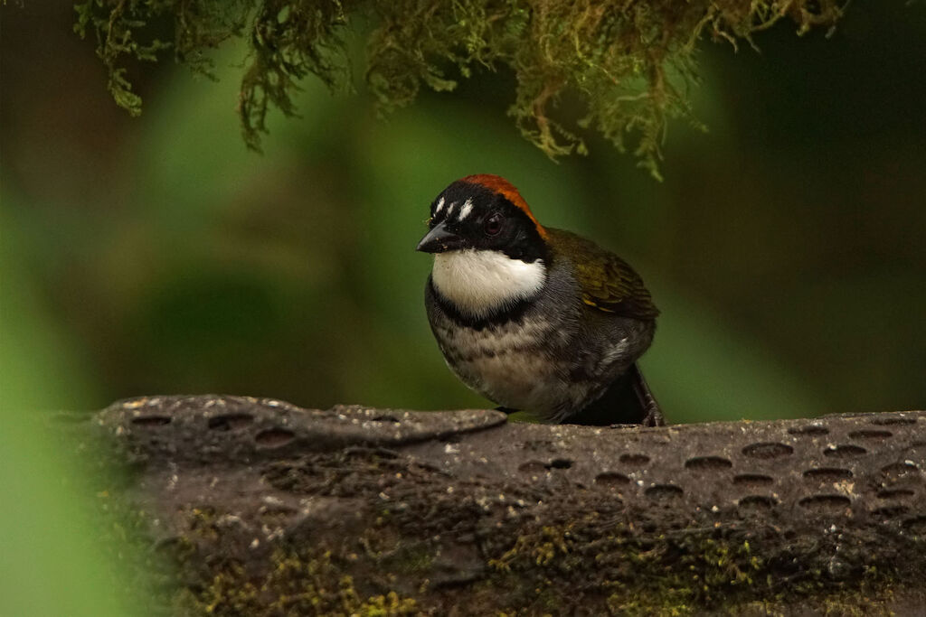 Chestnut-capped Brushfinch