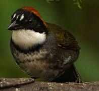 Chestnut-capped Brushfinch