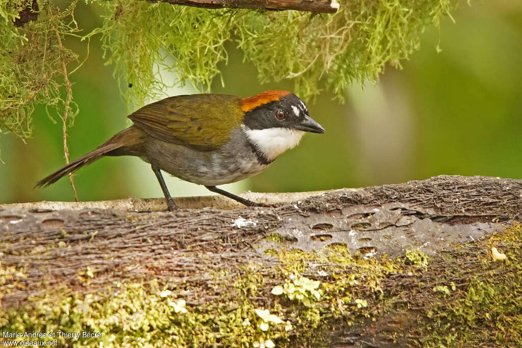 Tohi à nuque bruneadulte, identification