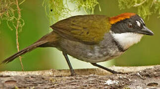 Chestnut-capped Brushfinch