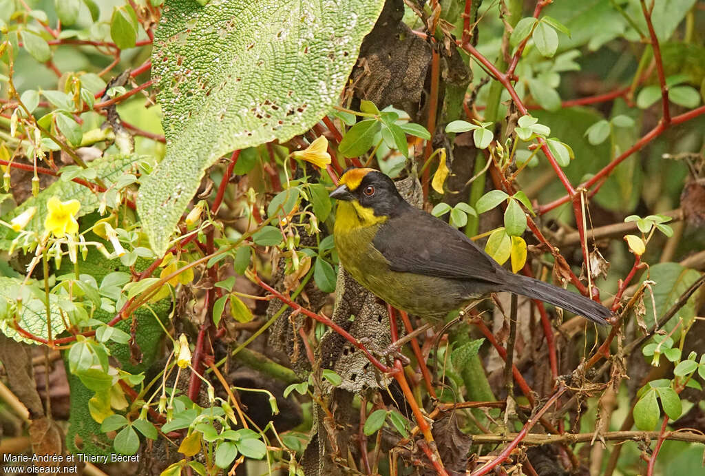 Tohi à nuque claireadulte, habitat, pigmentation