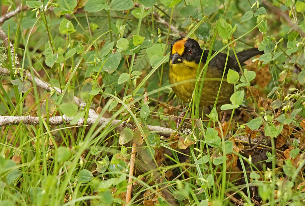 Pale-naped Brushfinch