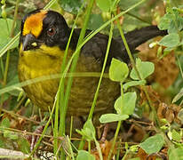 Pale-naped Brushfinch