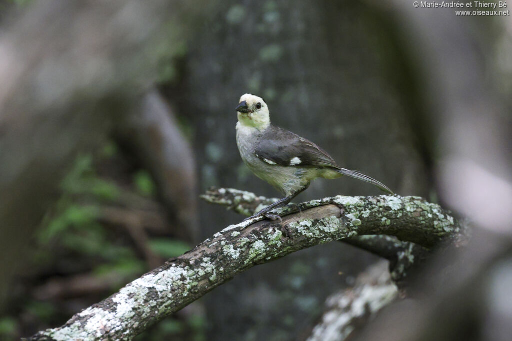 White-headed Brushfinch