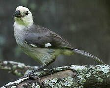 White-headed Brushfinch