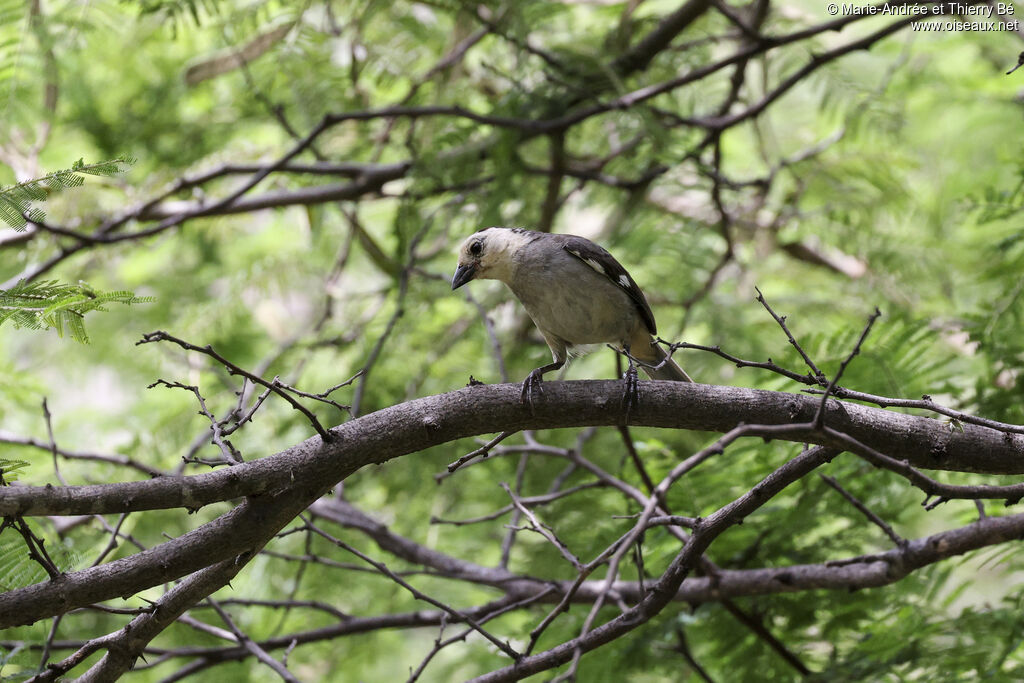 White-headed Brushfinch