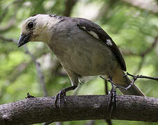 White-headed Brushfinch