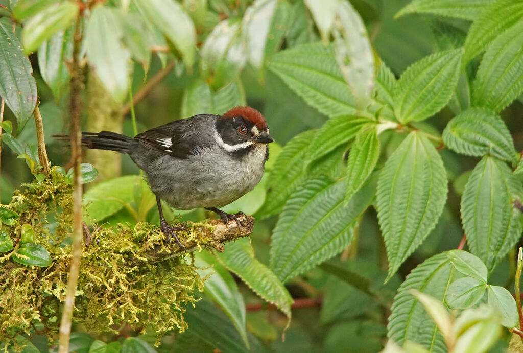 Slaty Brushfinch