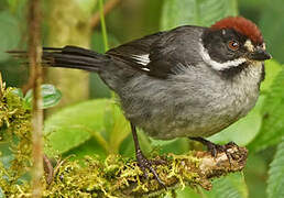 Slaty Brushfinch