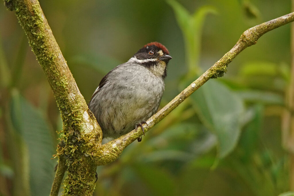 Slaty Brushfinch