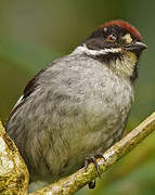 Slaty Brushfinch