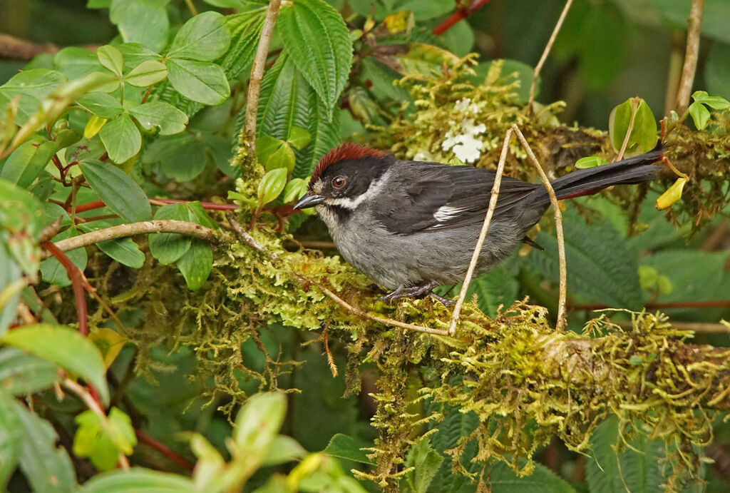 Slaty Brushfinch