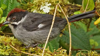 Slaty Brushfinch