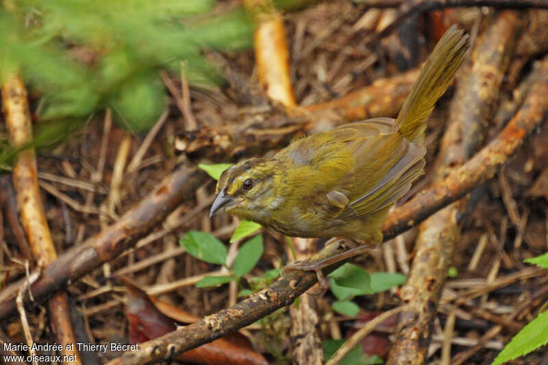 Black-striped Sparrowjuvenile, identification